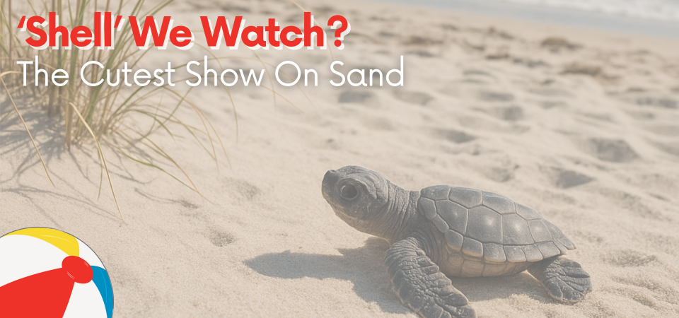 ‘Shell’ We Watch? The Cutest Show On Sand