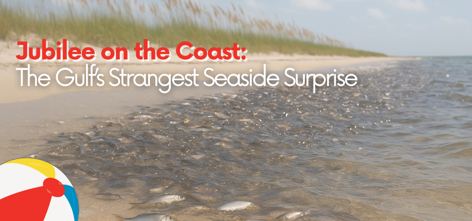 Jubilee on the Coast: The Gulf’s Strangest Seaside Surprise